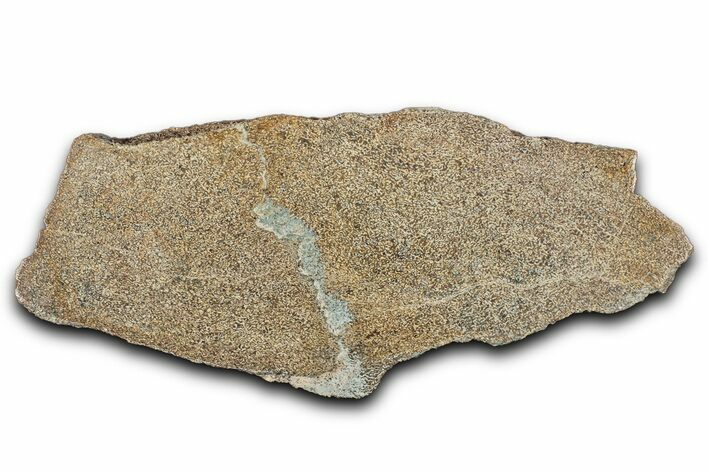 Polished Dinosaur Bone (Gembone) Slab - Morocco #349638